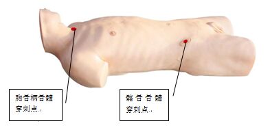 骨髓穿刺訓(xùn)練模型
